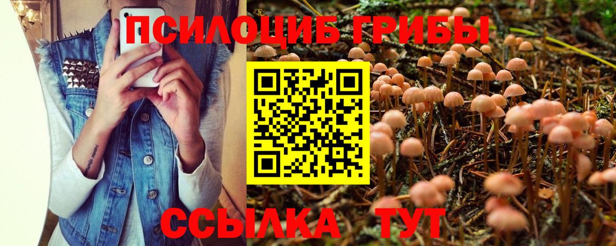 Саратов  Псилоцибиновые грибы Cubensis  Вход с VPN 